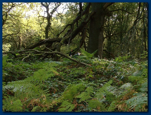 600x449 pixels (208K)